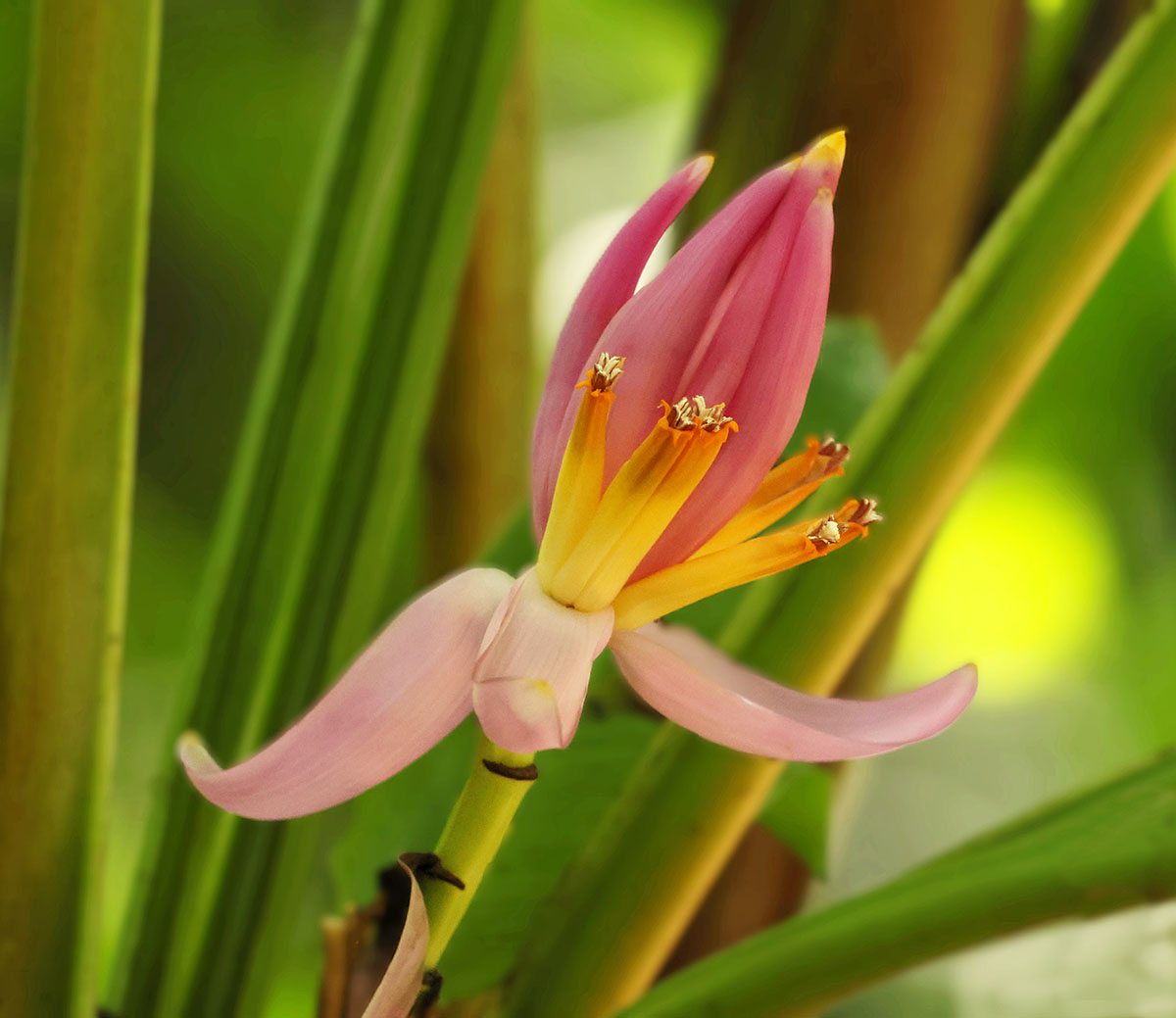 Banana Flower
