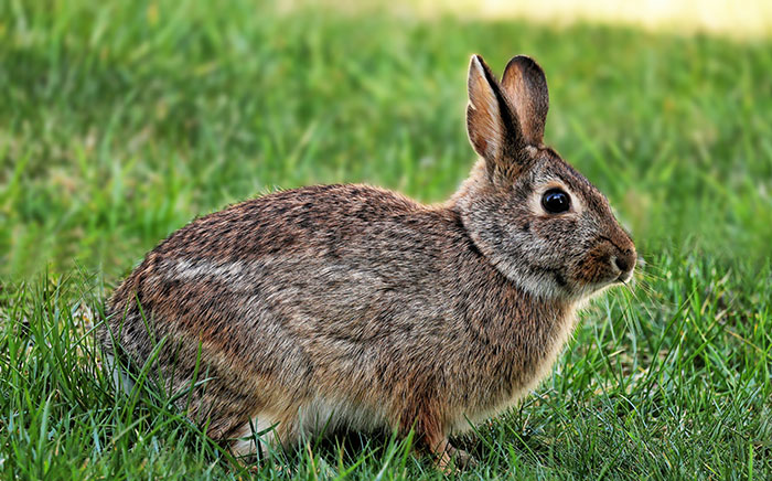 Bunny