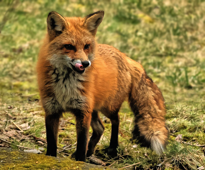Fox