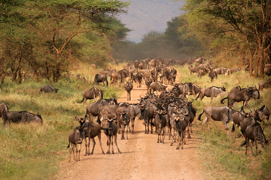 Gnu-Kenya