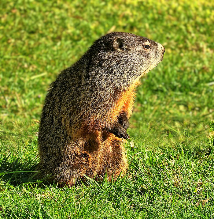 Groundhog