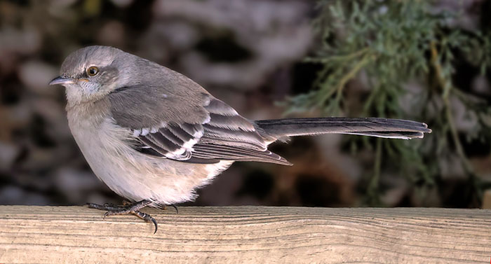 Northern Mockingbird