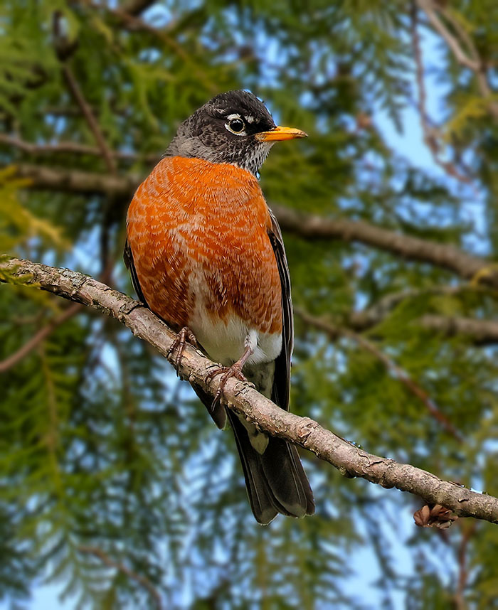 Robin-700