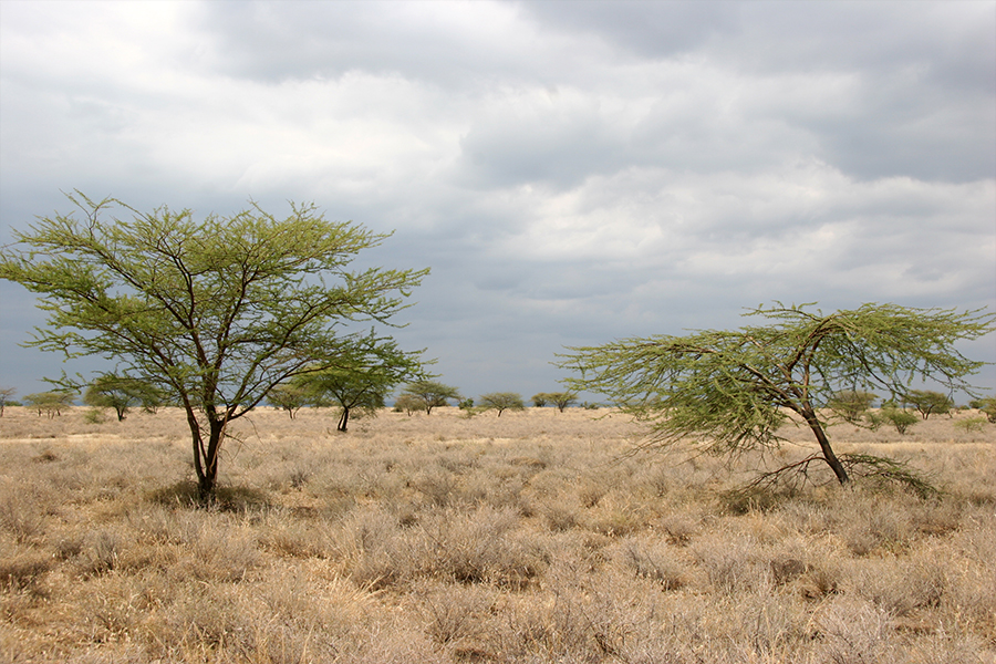 Safari