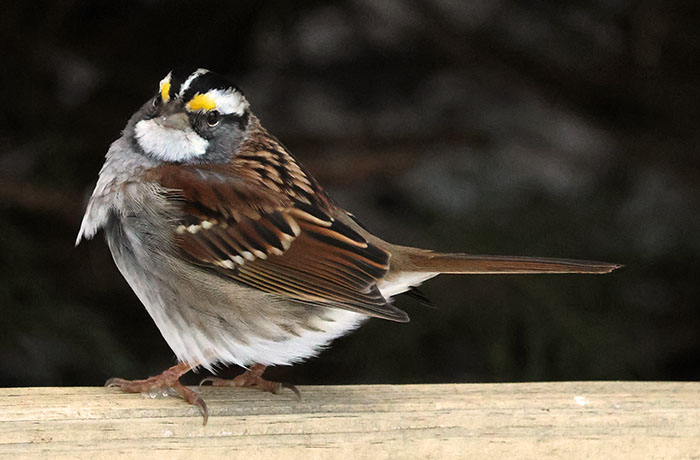 White-throated Sparrow