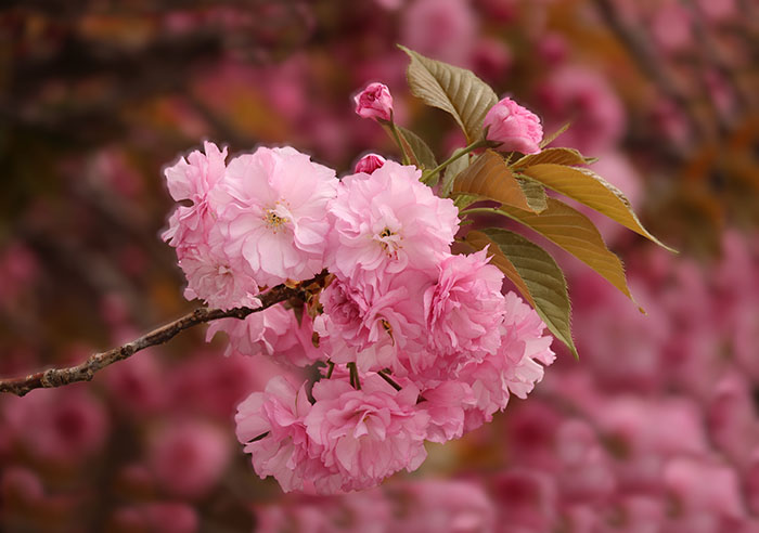 Spring