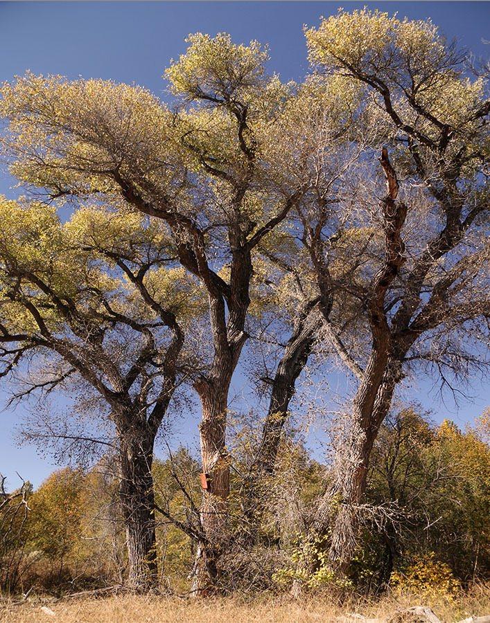 Prescott AZ