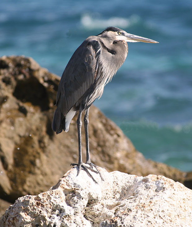 Blue Heron