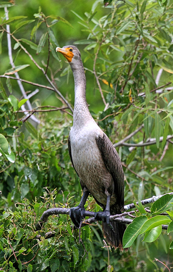Cormorant
