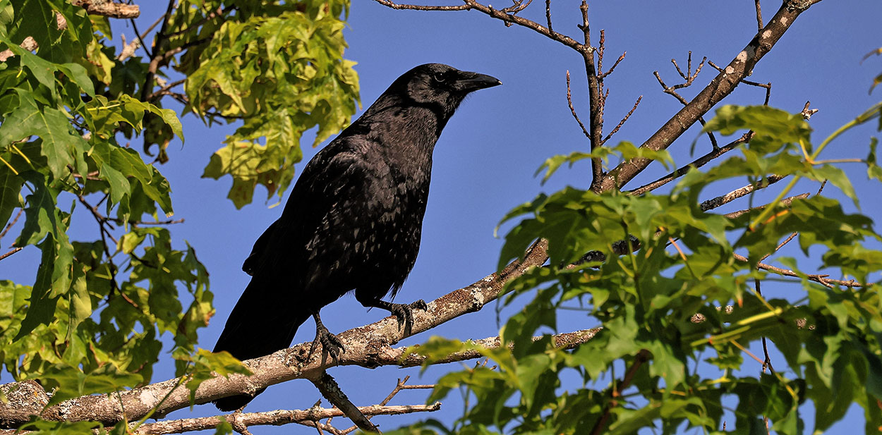 Crow
