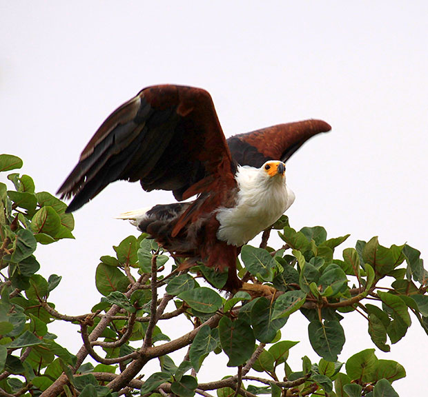 Eagle
