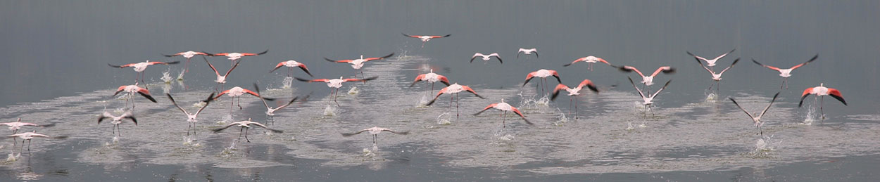 Flamingos