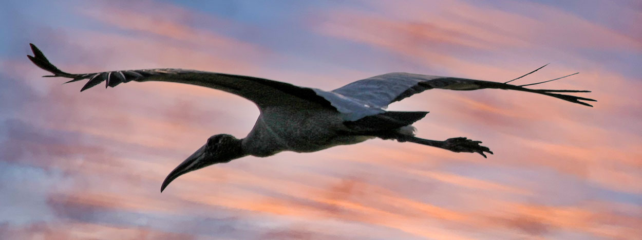 Florida Bird