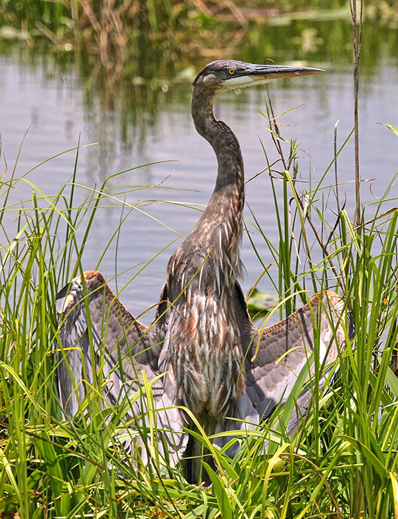 Florida bird