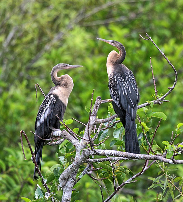 Florida Birds