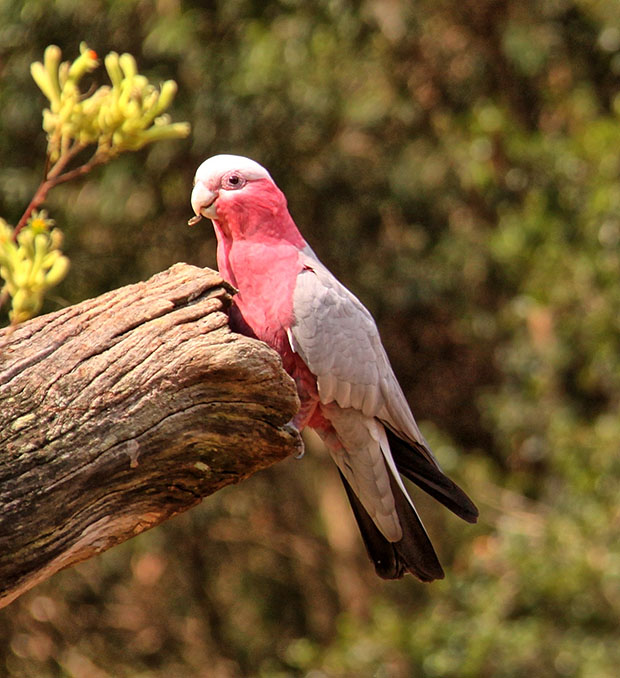 Galah