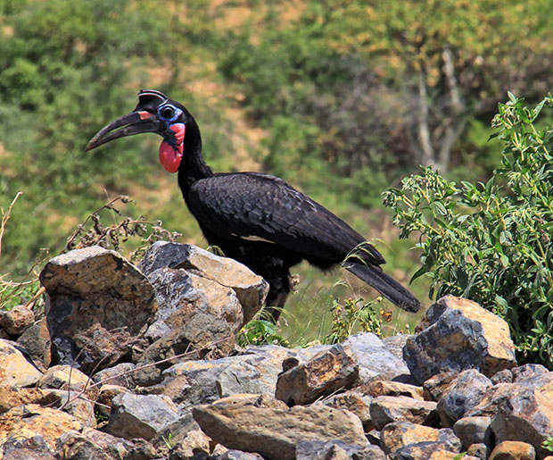 Ground Hornbill