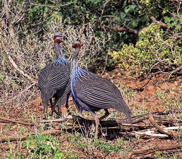 Guinea Fowl