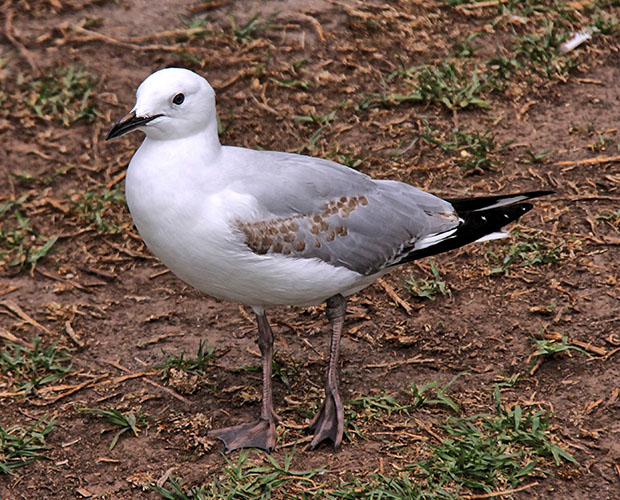 Gull
