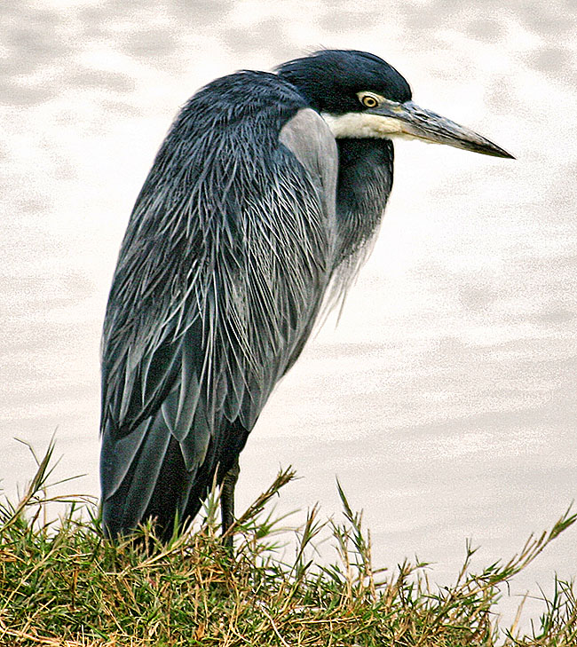 Heron