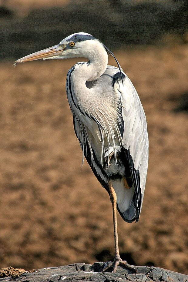 Heron