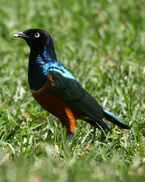 Hildebrandt Starling