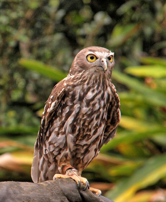 Owl