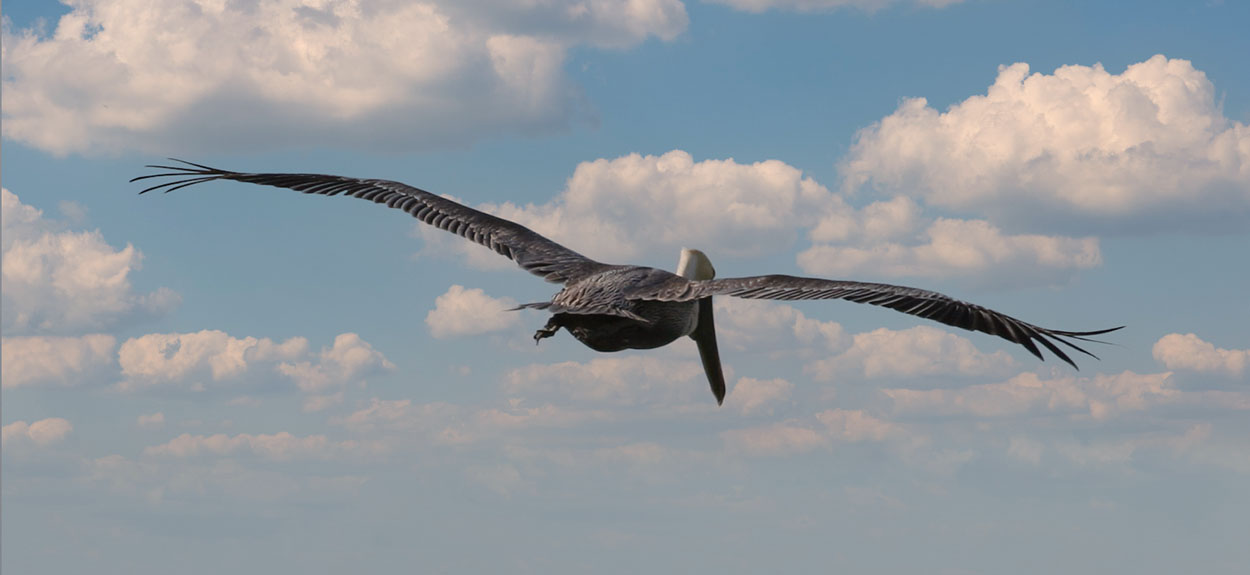 Pelican