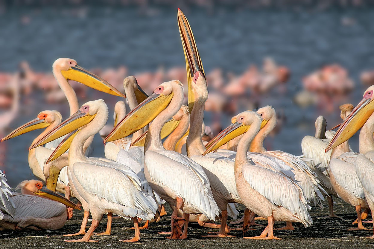 Pelicans