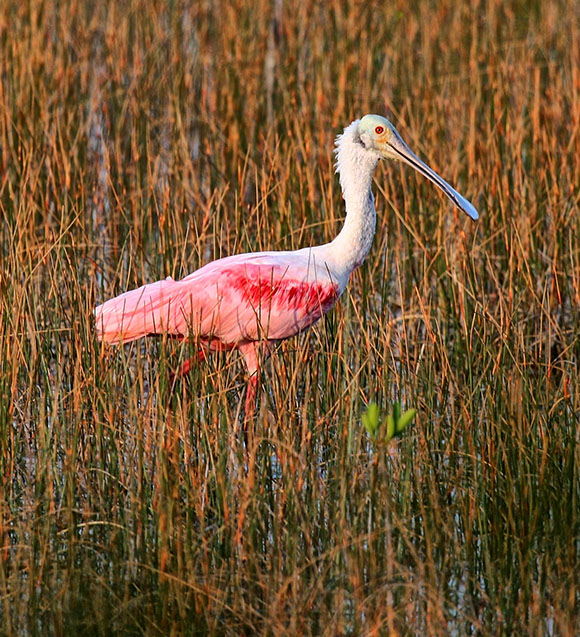 Rosete Spoonbill