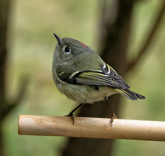Ruby-crowned kinglet