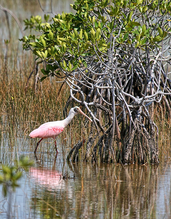 Spoonbill