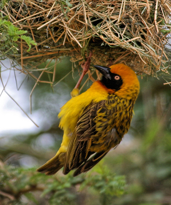 Weaver Bird