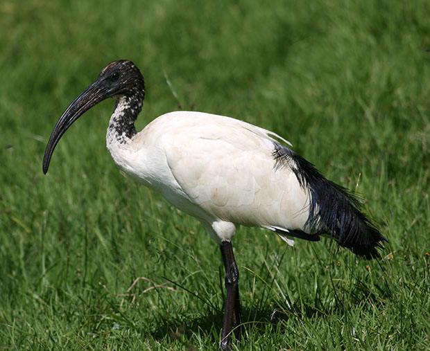 White Ibis