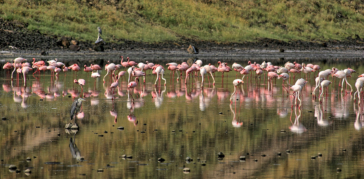 Flamingos3