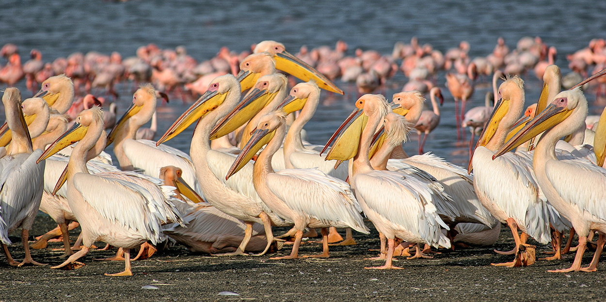 Pelicans